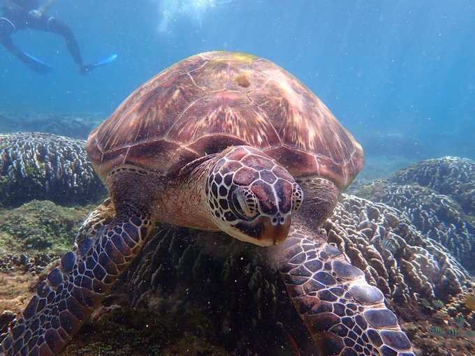 奥林巴斯tg5水下体验—杜马盖地+薄荷岛7日浮潜游