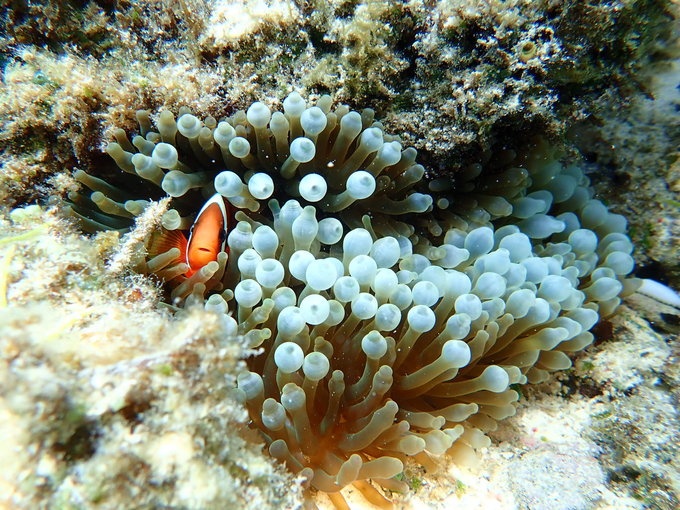 奥林巴斯tg5水下体验—杜马盖地+薄荷岛7日浮潜游
