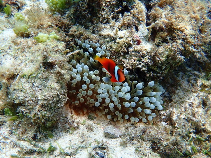 奥林巴斯tg5水下体验—杜马盖地+薄荷岛7日浮潜游
