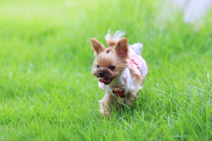 可爱宝宝与萌狗狗