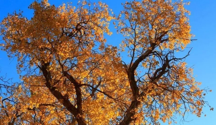 如何跳出拍胡杨的框框？这个秋季，你会怎么拍？