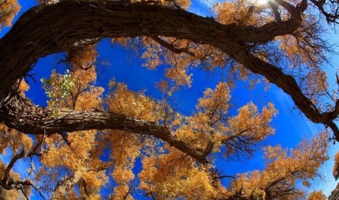 如何跳出拍胡杨的框框？这个秋季，你会怎么拍？