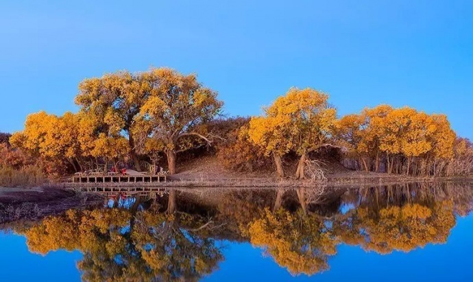 如何跳出拍胡杨的框框？这个秋季，你会怎么拍？