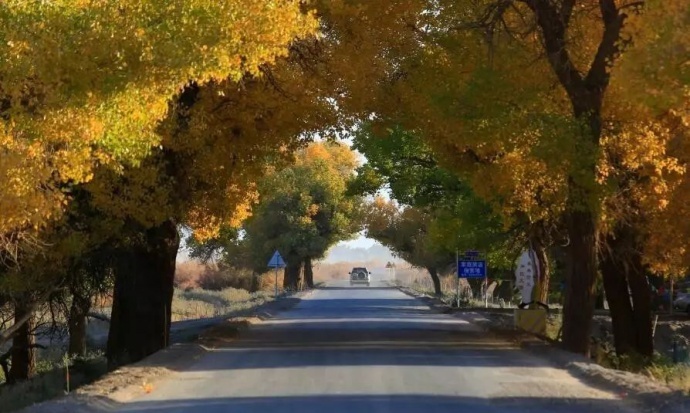 如何跳出拍胡杨的框框？这个秋季，你会怎么拍？