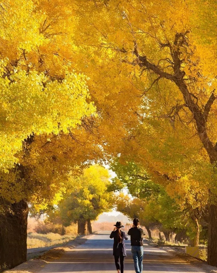 如何跳出拍胡杨的框框？这个秋季，你会怎么拍？