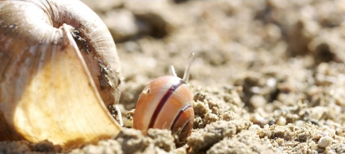 NAT GEO WILDxRED—“微观世界”里的蜗牛历险记