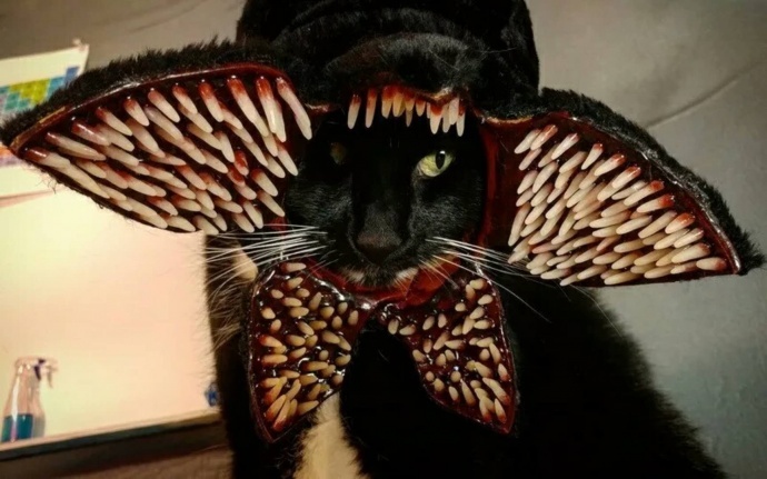 万圣节时，喵星人的终极装扮