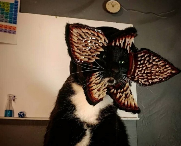 万圣节时，喵星人的终极装扮