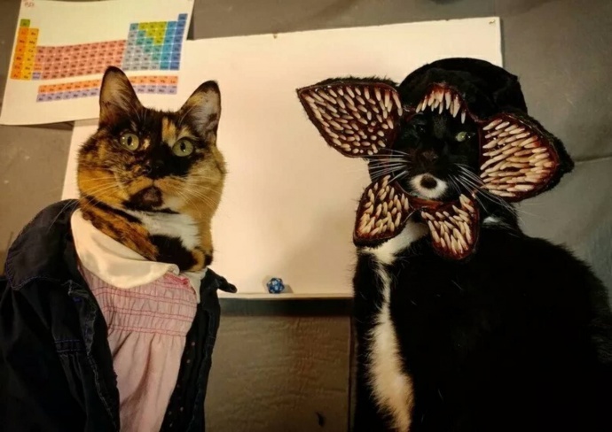 万圣节时，喵星人的终极装扮