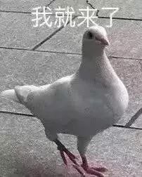 萌物养成记——三维版煤球表情包制作解析