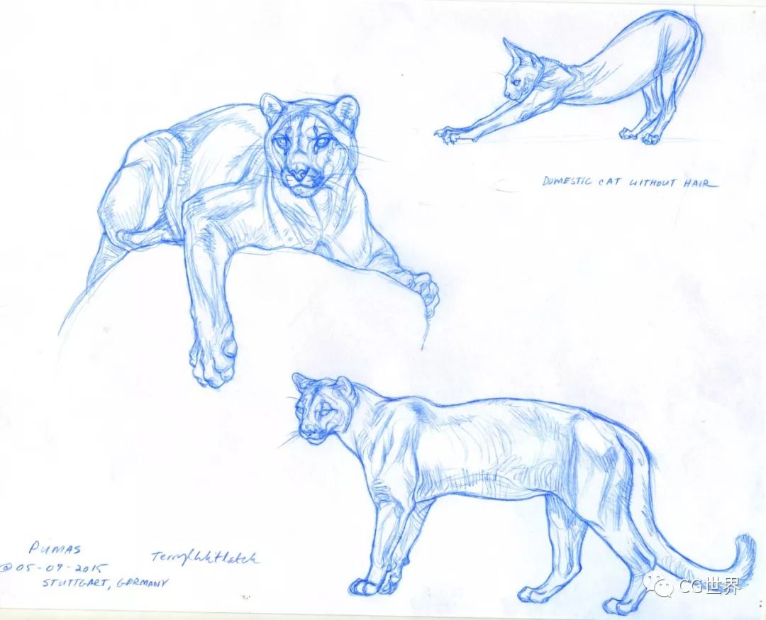 来来来,收藏一波!各种动物解剖图